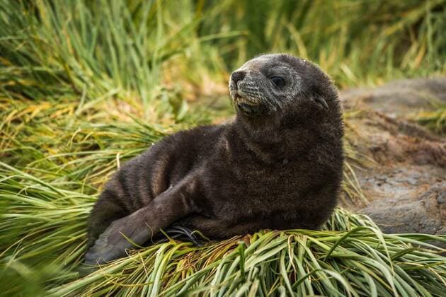 Antarctic fur seal pup on grass tussock, 11.10.2020, Copyright: xnickdalex Panthermedia21591133