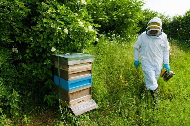 IMAGO Creative: UN Welt-Habitat-Tag am 3. Oktober Beekeeper wearing protective clothing approaching bee hive, 29.06.2016, Copyright: xHenryxArdenx, model released, , property released, harvesting,approaching,carrying,wearing,hobby,endangered species,bee,honey bee,wildlife,full length,active seniors,protection,skill,nature,grass,foliage,hive,70 to 74 years,caucasian ethnicity,male,man,senior man,only one senior man,one person,outdoors,rural,day,protective clothing,protective mask,environmental issue,honey,homemade,beekeeping,beekeeper,country living,lush green,bee smoker,July 2016 Release,Harvesting,Approaching,Holding,Carrying,Caucasian Ethnicity,Senior Adult,70-79 Years,70-74 Years,Male,Men,Senior Men,Beekeeper,Protection,Skill,Lush Foliage,Homemade,One Person,Full Length,Animal,Insect, Ref:IS09AZ5T4