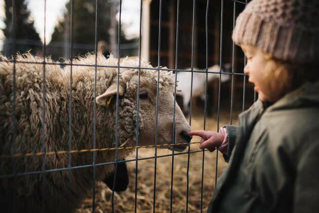 Baby girl poking nose of sheep behind fence, 21.12.2016, Copyright: xJenniferxvanxSonx, model released, wearing,looking down,animal,livestock,sheep,one animal,differential focus,waist up,childhood,curiosity,tame,traditional,innocence,12 to 18 months,toddler,only one toddler,nose,caucasian ethnicity,female,girl,baby girl,one person,fence,outdoors,farm,rural,day,knit hat,beanie hat,jacket,behind,cold temperature,poking,warm clothing,Star Images,February 2017 Release,Poking,Looking Down,Caucasian Ethnicity,Child,Toddler,1-2 Years,12-17 months,Female,Girls,Girl,Baby Girl,Childhood,Curiosity,Endorsement,Innocence,Traditional,Tame,Behind ,One Animal,One Person,Cold,Waist Up,Selective Focus,Animal,Herbivore,Bovid,Sheep,Animal Body Part,Animal N Ref:IS09B3T5N