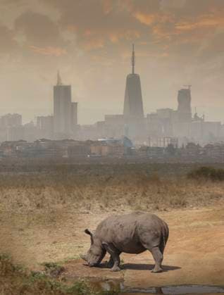 Black rhino grazing, Nairobi National Park, Nairobi, Kenya, Africa, 12.12.2017, Copyright: xLostxHorizonxImagesx animal,grazing,rhinoceros,black rhinoceros,one animal,safari animal,beginnings,contrasting,curiosity,harmony,peaceful,strength,tranquil,nature,dust,architecture,africa,kenya,outdoors,skyline,national park,day,smog,nobody,travel,safari vacation,sunset and sunrise,ending,travel destination,safari park,beauty in nature,nairobi,December 2017 Release,nairobi national park,buildings,Animals Feeding,Grazing,Beginnings,Contrasts,Curiosity,Endings,Harmony,Mood,Calm,Strength,One Animal,No People,Pollution,Air Pollution,Africa,East Africa,Kenya,Nairobi,Animal,Herbivore,Rhinoceros,Symbol,Orthographic Symbol,Numeral,Skyline,Soil,Dust,Outdo Ref:IS09B9GE7