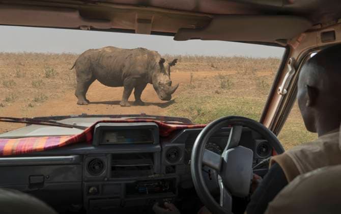 Man in vehicle looking at black rhino grazing, Nairobi National Park, Nairobi, Kenya, Africa, 12.12.2017, Copyright: xLostxHorizonxImagesx, model released, looking,animal,grazing,rhinoceros,black rhinoceros,one animal,safari animal,head and shoulders,curiosity,strength,nature,25 to 29 years,male,man,young man,only one young man,one person,africa,kenya,outdoors,national park,day,travel,safari vacation,transport,adventure travel,natural environment,travel destination,african ethnicity,safari park,vehicle,beauty in nature,over the shoulder view,nairobi,December 2017 Release,nairobi national park,Animals Feeding,Grazing,African Descent,Young Adult,25-29 Years,Male,Men,Young Men,Curiosity,Strength,One Animal,One Person,Africa,East Africa,Keny Ref:IS09B9GE9