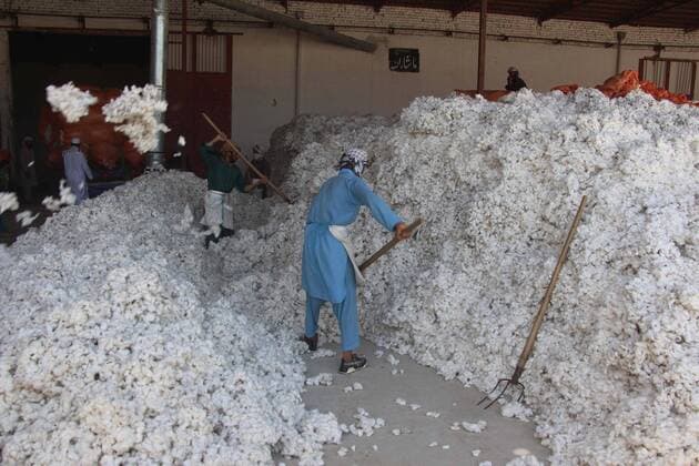 IMAGO Nature: Unsere Erde, Klimawandel, Baumwolle (210919) -- KUNDUZ, Sept. 19, 2021 -- Afghans work at a cotton processing factory in Kunduz city, northern Afghanistan, Sept. 19, 2021. A war-damaged cotton processing factory reopened on Sunday in Kunduz city, the capital of Afghanistan s northern Kunduz province. The cotton factory was the first of its kind to resume production in Kunduz province since the Taliban took control of the Central Asian country and set up a caretaker government on Sept. 7. (Photo by Xinhua) AFGHANISTAN-KUNDUZ-COTTON-PROCESS FACTORY AjmalxKakar 