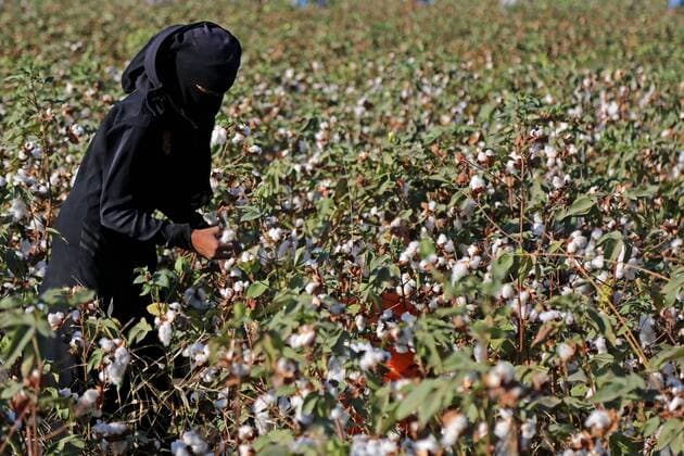 IMAGO Nature: Unsere Erde, Klimawandel, Baumwolle Cotton Harvest In Ciro, Egypt Egyptians collect the cotton crop on a farm in Fayoum, southern Cairo, Egypt, september 19, 2021. cairo Egypt dawood-notitle210919_npQEc  Copyright: xFadelxDawodx