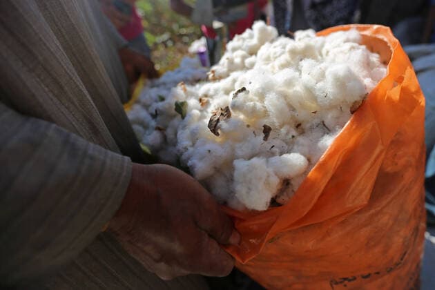 IMAGO Nature: Unsere Erde, Klimawandel, Baumwolle Cotton Harvest In Ciro, Egypt Egyptians collect the cotton crop on a farm in Fayoum, southern Cairo, Egypt, september 19, 2021. cairo Egypt dawood-notitle210919_npTdM  Copyright: xFadelxDawodx