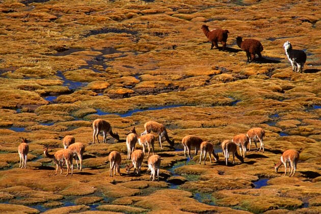 Creative Highlights World A herd of wild VICUNYA & ALPACA graze on the BOFEDALES (swampy grassland) of LAUCA NATIONAL PARK, CHILE McPLOV *** A herd of wild VICUNYA ALPACA graze on the BOFEDALES swampy grassland of LAUCA NATIONAL PARK, CHILE McPLOV McPLOV