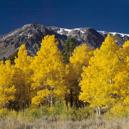 Creative Highlights World A stand of QUAKING ASPEN turn golden below MT WOOD - PARKER BENCH, JUNE LAKE LOOP - SIERRA NEVADA, CALIFORNIA McPLOV *** A stand of QUAKING ASPEN turn golden below MT WOOD PARKER BENCH, JUNE LAKE LOOP SIERRA NEVADA, CALIFORNIA McPLOV McPLOV