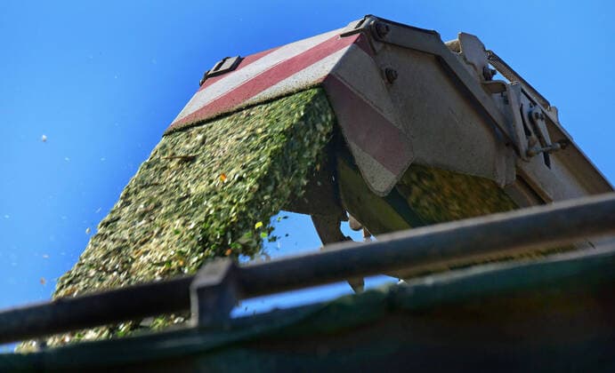 Mais wird gehaeckselt fuer eine Biogasanlage in Wennerode im Landkreis Goslar am Harz im Bundesland Niedersachsen. Mais haeckseln *** Maize is chopped for a biogas plant in Wennerode in the district of Goslar am Harz in the federal state of Lower Saxony chopping maize
