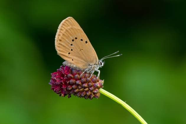 Schwarzblauer Blaeuling oder Dunkler Wiesenknopf-Ameisenblaeuling, Ordnung Schmetterlinge (Lepidoptera), Familie Bläulinge (Lycaenidae), Unterfamilie Lycaeninae,Wiesenknopf-Ameisenblaeuling, Schwarzblauer Bläuling,Wiesenknopf Ameisenbläuling,DunklerWiesenknopfameisenbläuling, *** Black-blue or Dark Meadow-blue, Order Lepidoptera , Family Blue Lycaenidae , Subfamily Lycaeninae , Meadow-blue, Black-blue, Meadow-blue, Dark Meadow-blue,