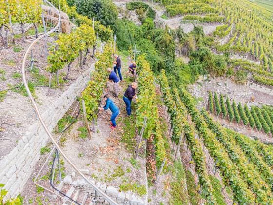Weinlese in der Steillage am Käsberg Mundelsheim 20.09.2021: Impressionen einer Steillagen Weinlese am Käsberg Mundelsheim. In kanpp einer Stunde arbeiten sich die Arbeiter von Weinstock zu Weinstock. Traube um Traube fällt in die Eimer. Mit einer Monorackbahn werden die Trauben nach unten befördert. Copyright: KS-Images.dex xKarstenxSchmalz Mundelsheim Käsberg Königshaus Baden-Württemberg Deutschland *** Grape harvest in the steep slope at the Käsberg Mundelsheim 20 09 2021 Impressions of a steep slope grape harvest at the Käsberg Mundelsheim In less than an hour the workers work their way from vine to vine Grape after grape falls into the buckets The grapes are transported downwards on a monorack conveyor Copyright KS Images dex xKarste