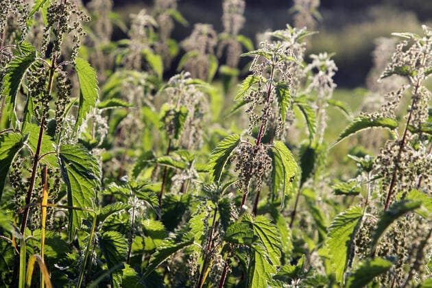 Blütezeit der Brennnesseln Die Blüte der großen Brennnessel im Gegenlicht des Spätsommers *** Flowering time of the stinging nettles The flower of the large stinging nettle in the backlight of late summer