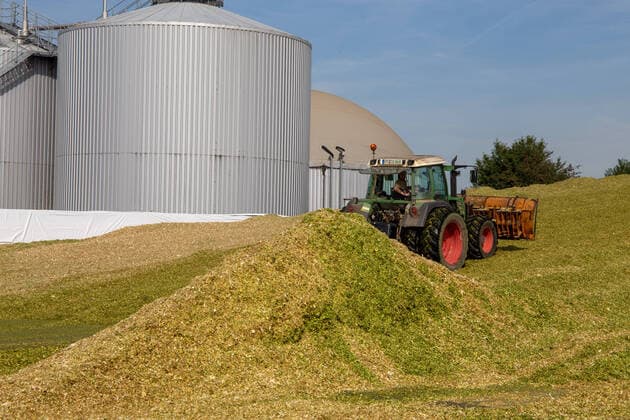 Auf der Biogasanlage vom Alexanderhof in Hochdorf-Assenheim (Pfalz) wird der frisch geerntete Silomais entladen und zwecks Sauerstoffentzug festgewalzt *** At the Alexanderhof biogas plant in Hochdorf Assenheim Pfalz, the freshly harvested silage maize is unloaded and rolled tightly for oxygen removal Copyright: xx