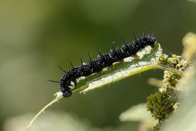 Tagpfauenauge (Inachis io, Nymphalis io, Aglais io), Raupe frisst auf Brennnesselblatt, Deutschland, Bayern Peacock butterfly, European Peacock (Inachis io, Nymphalis io, Aglais io), caterpillar feeds nettle leaf, Germany, Bavaria BLWS652586 *** Peacock butterfly Inachis io, Nymphalis io, Aglais io , caterpillar feeds on nettle leaf, Germany, Bavaria Peacock butterfly, European Peacock Inachis io, Nymphalis io, Aglais io , caterpillar feeds nettle leaf, Germany, Bavaria BLWS652586 Copyright: xblickwinkel A.xHartlx