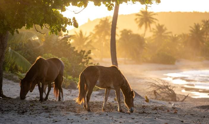Wild horses graze on the beach. - Puerto Rico Puerto Rico United States Copyright: xEdwinxRemsbergx ere_remsberg_2104064576