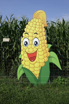 Maisfigur vor Maisfeld Maisfigur vor Maisfeld, 21.08.2021, Klaistow, Brandenburg, Vor einem Maisfeld mit einem Elektrozaun steht eine Maisfigur. *** Maize figure in front of maize field Maize figure in front of maize field, 21 08 2021, Klaistow, Brandenburg, A maize figure stands in front of a maize field with an electric fence