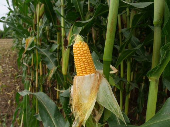 Auf einem Acker in Goslar am Nordharz im Ortsteil Vienenburg im Bundesland Niedersachsen stehen Maispflanzen. Maispflanzen *** On a field in Goslar at the Nordharz in the district Vienenburg in the federal state Lower Saxony maize plants maize plants are standing