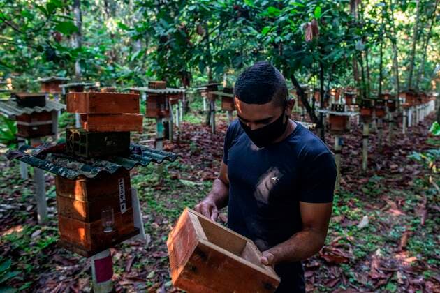 The meliponiculture technical assistant Abimael Teles works in one of the beehives in the community of Santa Maria do Acara, in the state of Para, Brazil, 16 September 2021 (issued 27 September 2021). Another Amazon is possible, without deforestation or fires. This is what a collective initiative in Brazil seeks from the support of businesses capable of harnessing the potential of the jungle, without destroying it, such as producing honey with indigenous bees in the middle of the jungle. The Melipon bee management project, maintained by the Peabiru Institute, works with products of Amazonian origin and is part of the Parceiros pela Amazônia (PPA) platform, a collective action initiative that seeks to build solutions for the sustainable de  Copyright: xAndrexCoelhox AME6392 20210927-030ce0b460c2055233e62450101192e92bf9b633