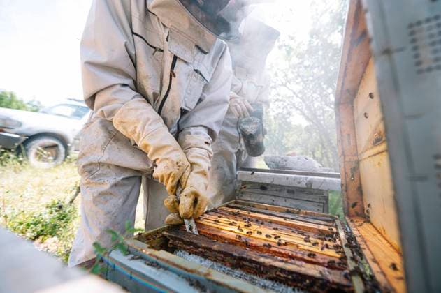 IMAGO Creative: Bienenzucht Creative Highlights Symbolbilder IMAGO Creative: Klimawandel - Zukunft und Innovation Beekeeper removing beehive from box by coworker at farm model released Symbolfoto JCMF02205