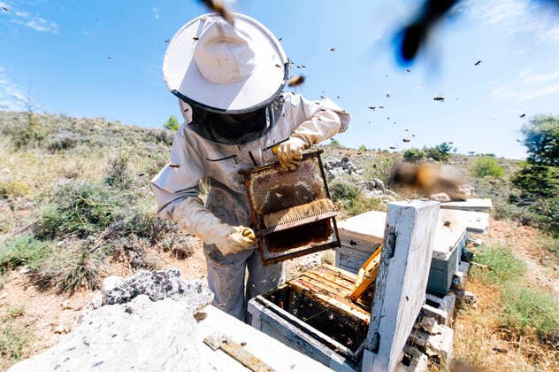 IMAGO Creative: Klimawandel - Zukunft und Innovation Male beekeeper brushing beehive at farm on sunny day model released Symbolfoto JCMF02216