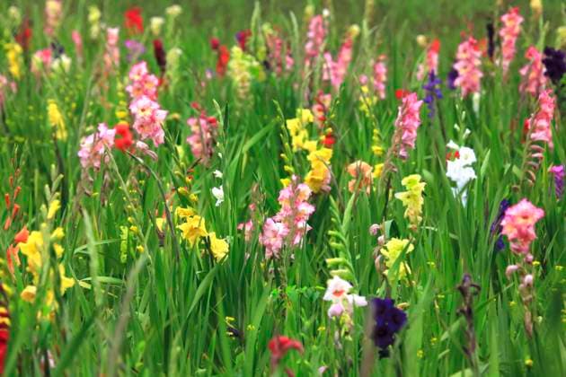 Colorful gladiolus flowers blooming in spring JTF01920