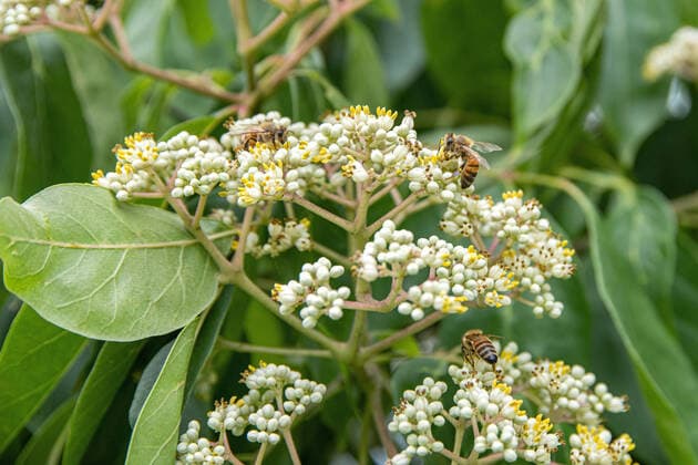 IMAGO Nature: Unsere Erde, Pflanzen, Seltene Pflanzen Stinkesche, Stink-Esche, Samthaarige Stinkesche, Samthaarige Stink-Esche, Bienenbaum, Hupeh-Stinkesche, Tausendbluetenbaum, Koreanische Stinkesche, Bienenweid, Wohlduftraute (Euodia hupehensis, Evodia hupehensis, Tetradium daniellii, Tetradium daniellii var hupehensis), bluehend, mit Honigbiene Euodia hupehensis (Euodia hupehensis, Evodia hupehensis, Tetradium daniellii, Tetradium daniellii var hupehensis), blooming, with bees BLWS653075 *** Stink Ash, Stink Ash, Velvet Ash, Velvet Stink Ash, Bee Tree, Hupeh Stink Ash, Thousand Flower Tree, Korean Stink Ash, Bee Weed, Fragrant Euodia hupehensis, Evodia hupehensis, Tetradium daniellii, Tetradium daniellii var hupehensis , flowering, with bees Euodia hupehensis Euodia hupehensis, Evodia Copyright: xblickwinkel McPHOTO H.-R.xMuellerx