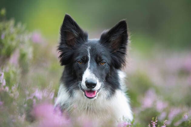 Portrait of Border Collie in heather property released MJOF01895
