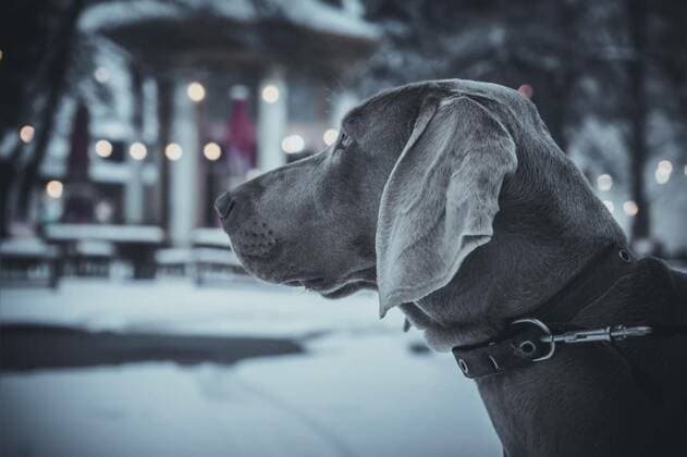  weimaraner dog stay on the winter street in the evening, 12.10.2020, Copyright: xoctofocusx Panthermedia25914935