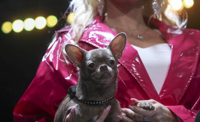 MOSCOW, RUSSIA â€“ SEPTEMBER 28, 2021: A dog with its owner at a ceremony to present the 2021 Golden Pet Awards at the Federation Tower of the Moscow International Business Centre. Vladimir Gerdo TASS  TS11258E