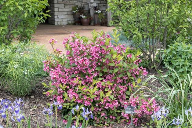 Weigelie, Weigelia, Sonic Bloom Pink (Weigela Sonic Bloom Pink , Weigela Sonic Bloom Pink), bluehend, Sorte Sonic Bloom Pink weigela (Weigela Sonic Bloom Pink , Weigela Sonic Bloom Pink), blooming, cultivar Sonic Bloom Pink BLWS653126 *** Weigelie, Weigelia, Sonic Bloom Pink Weigela Sonic Bloom Pink , Weigela Sonic Bloom Pink , flowering, cultivar Sonic Bloom Pink weigela Weigela Sonic Bloom Pink , Weigela Sonic Bloom Pink , blooming, cultivar Sonic Bloom Pink BLWS653126 Copyright: xblickwinkel McPHOTO H.-R.xMuellerx