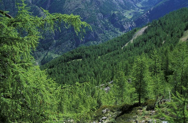 Natura path, Gran Paradiso National Park, Valle d Aosta, Italy FedericoMeneghetti Reda&Co 1028_14_FME2108