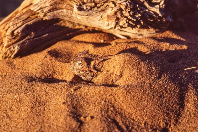 IMAGO Nature: Unsere Erde, Tiere, Tierische Meister der Tarnung The Desert Horned Lizard, Phrynosoma platyrhinos, is found in desert areas of the western United States and Mexico. Utah United States Copyright: xJonxG.xFullerx JGF-Desert Horned Lizard-US-UT-8406