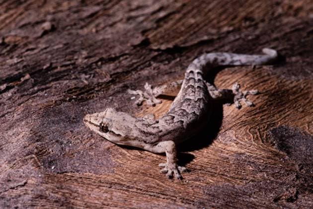 The Mourning Gecko, Lepidodactylus lugubris, on Guam. Note the partially constricted elliptical pupil. Mariana Islands Guam Copyright: xJonxG.xFullerx JGF-Mourning Gecko-GU-7888