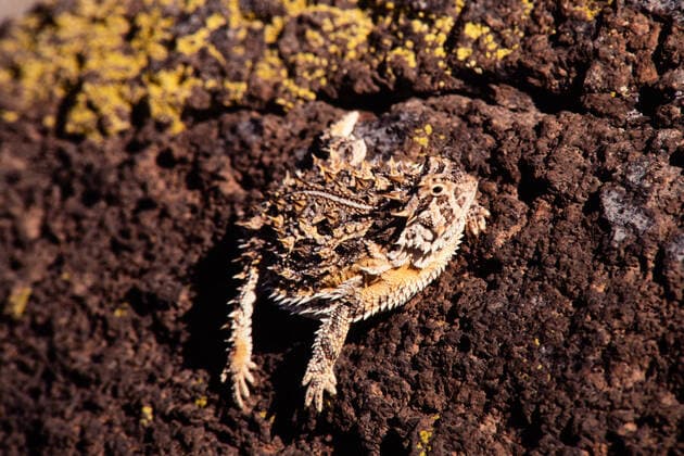 IMAGO Nature: Unsere Erde, Tiere, Tierische Meister der Tarnung The Texas Horned Lizard, Phrynosoma cornutum, is the largest species of horned lizards in the western U.S. & Mexico. Valley of Fires Recreation Area New Mexico United States Copyright: xJonxG.xFullerx JGF-Texas Horned Lizard-US-NM-8462