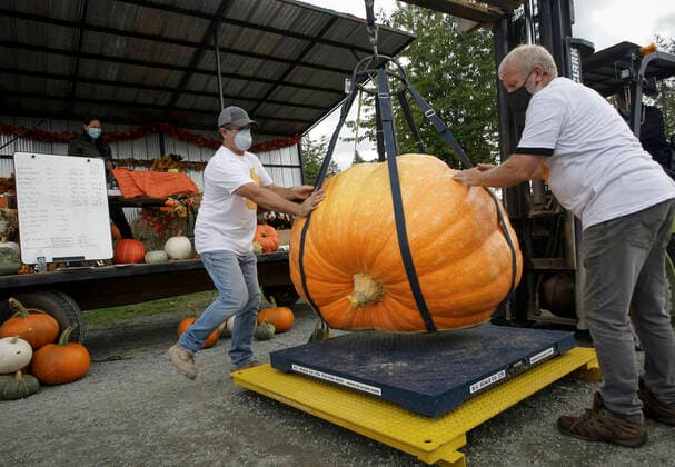(211002) -- LANGLEY, Oct. 2, 2021 -- Workers put a giant pumpkin on a scale during the Giant Pumpkin Weigh In Event at Krause Berry Farms in Langley, British Columbia, Canada, on Oct. 2, 2021. (Photo by Xinhua) CANADA-LANGLEY-GIANT PUMPKIN COMPETITION LiangxSen 