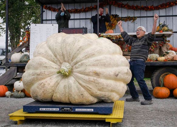 (211002) -- LANGLEY, Oct. 2, 2021 -- A pumpkin grower (R) reacts while being announced to be the winner during the Giant Pumpkin Weigh In Event at Krause Berry Farms in Langley, British Columbia, Canada, on Oct. 2, 2021. (Photo by Xinhua) CANADA-LANGLEY-GIANT PUMPKIN COMPETITION LiangxSen 