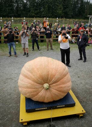 (211002) -- LANGLEY, Oct. 2, 2021 -- A giant pumpkin is seen on a scale during the Giant Pumpkin Weigh In Event at Krause Berry Farms in Langley, British Columbia, Canada, on Oct. 2, 2021. (Photo by Xinhua) CANADA-LANGLEY-GIANT PUMPKIN COMPETITION LiangxSen 