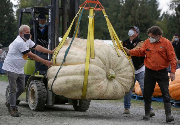 (211002) -- LANGLEY, Oct. 2, 2021 -- Workers transport a giant pumpkin with a forklift during the Giant Pumpkin Weigh In Event at Krause Berry Farms in Langley, British Columbia, Canada, on Oct. 2, 2021. (Photo by Xinhua) CANADA-LANGLEY-GIANT PUMPKIN COMPETITION LiangxSen 
