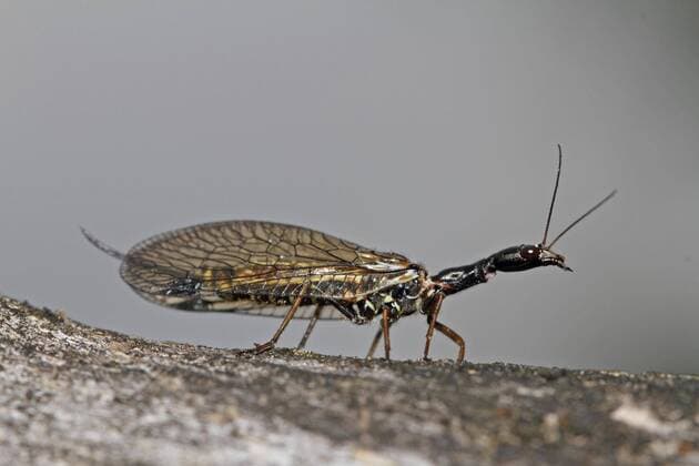  Kamelhalsfliege *** Camel Neck Fly Copyright: imageBROKER/L.xWerle iblmup05554951.jpg