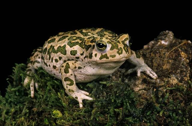  Wechselkröte (bufo viridis) *** green toad bufo viridis Copyright: imageBROKER/G.xLacz ibllag05286600.jpg