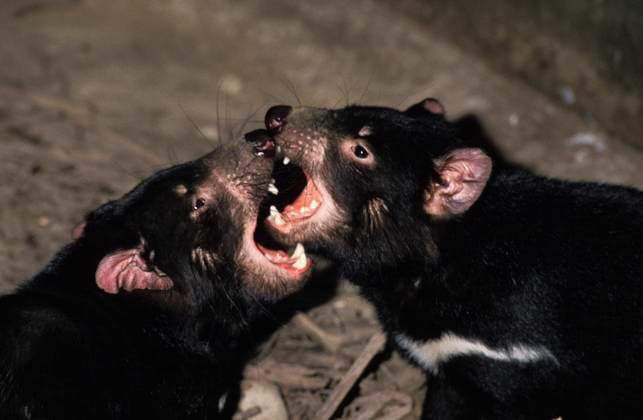  TASMANISCHER TEUFEL sarcophilus harrisi, PAARKAMPF, AUSTRALIEN *** TASMANIAN DEVIL sarcophilus harrisi, PAARKAMPF, AUSTRALIA Copyright: imageBROKER/G.xLacz ibllag05285661.jpg