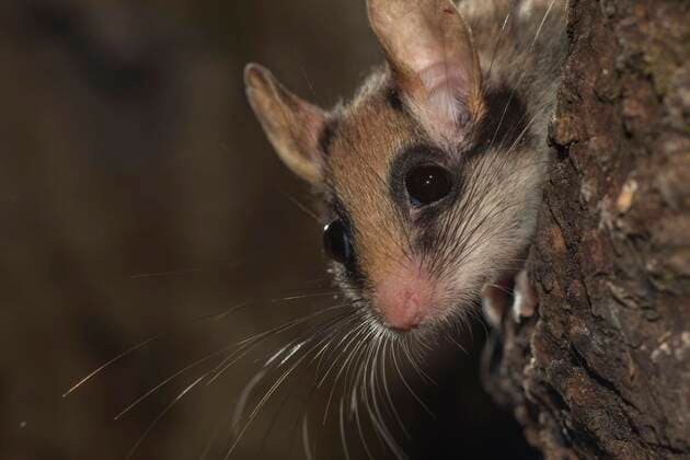  Gartenschläfer (Eliomys quercinus) schaut aus Baumhöhle, Deutschland, Europa *** Garden dormouse Eliomys quercinus looking out of tree cavity, Germany, Europe Copyright: imageBROKER/K.xHinze iblhik05177449.jpg