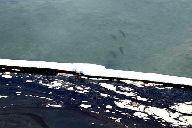 (211005) -- LOS ANGELES, Oct. 5, 2021 -- A group of fish is spotted in the contaminated sea water at Huntington Beach, Orange County, California, the United States, Oct. 4, 2021. A massive oil spill off the Orange County coast in Southern California prompted the closure of a 9-kilometer long beachfront area on Sunday, and crews from California Department of Fish and Wildlife (CDFW) are cleaning up the pollution from facilities in federal waters. U.S.-CALIFORNIA-MASSIVE OIL SPILL-CLEANING UP GaoxShan 