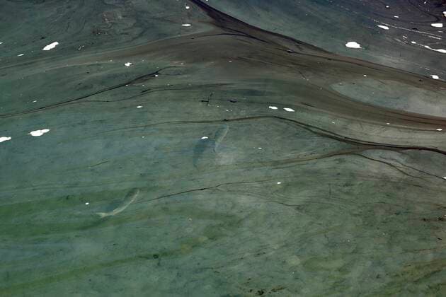 (211005) -- LOS ANGELES, Oct. 5, 2021 -- A group of fish is spotted in the contaminated sea water at Huntington Beach, Orange County, California, the United States, Oct. 4, 2021. A massive oil spill off the Orange County coast in Southern California prompted the closure of a 9-kilometer long beachfront area on Sunday, and crews from California Department of Fish and Wildlife (CDFW) are cleaning up the pollution from facilities in federal waters. U.S.-CALIFORNIA-MASSIVE OIL SPILL-CLEANING UP GaoxShan 