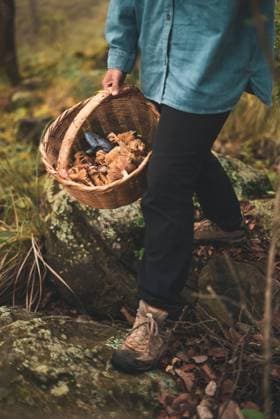 High angle of crop unrecognizable female carrying wicker basket with edible mushrooms in woods LosMuertosCrew_MushroomPicking_18.jpg Copyright: xLosxMuertosxCrewx Model Released