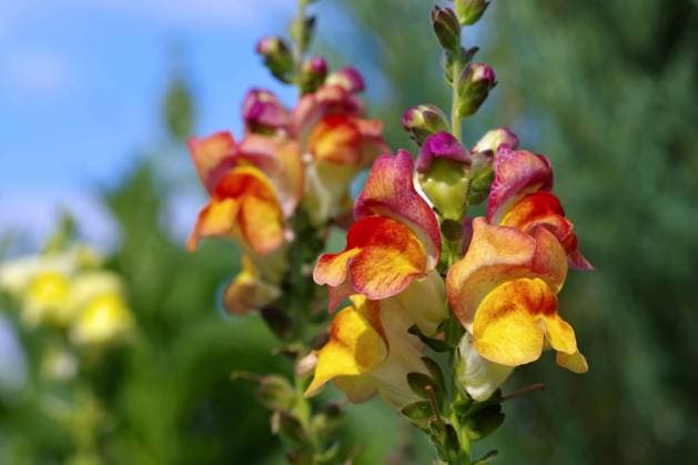löwenmaul,antirrhinum,braunwurzgewächse,große löwenmaul,löwenmäulchen,scrophulariaceae *** snapdragon,snapdragons ir4-ngb
