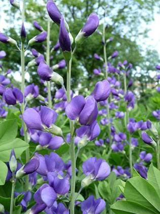indigolupine *** blue wild indigo l0d-gee