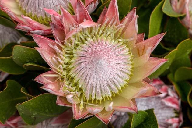  King protea or protea cynaroides the national flower of South Africa, 13.10.2020, Copyright: xwjarekx Panthermedia26797274