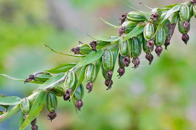 Breitblaettrige Stendelwurz, Breitblaettrige Staendelwurz, Breitblaettrige Sumpfwurz (Epipactis helleborine), Fruchtstand, Deutschland, NRW Broad-leaved helleborine, Eastern helleborine (Epipactis helleborine), infructescence, Germany, North Rhine-Westphalia BLWS653659 *** Broad leaved helleborine, Eastern helleborine Epipactis helleborine , infructescence, Germany, North Rhine Westphalia BLWS653659 Copyright: xblickwinkel C.xStennerx