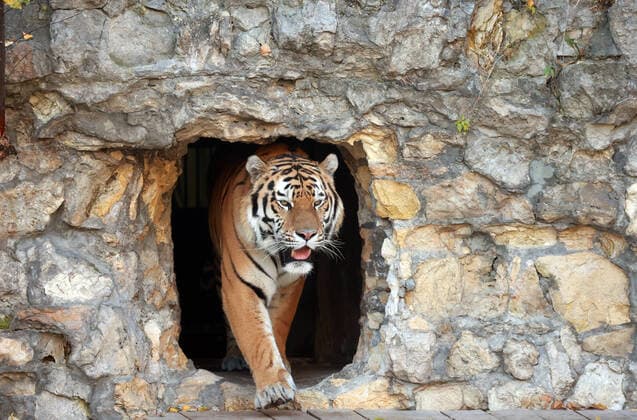 MOSCOW, RUSSIA â€“ OCTOBER 6, 2021: Stepan the Tiger, an offspring of a Siberian tiger and a Sumatran tiger, is seen in an enclosure at Moscow Zoo. The tiger, who is now six years old, was seized from smugglers when he was one year old and sent to a rehabilitation centre. This species of tigers is listed in the international Red Book of Endangered Languages and in the Red Book of Russia. Vyacheslav Prokofyev TASS  TS11334C