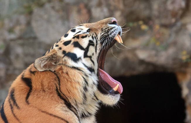 MOSCOW, RUSSIA â€“ OCTOBER 6, 2021: Stepan the Tiger, an offspring of a Siberian tiger and a Sumatran tiger, is seen in an enclosure at Moscow Zoo. The tiger, who is now six years old, was seized from smugglers when he was one year old and sent to a rehabilitation centre. Vyacheslav Prokofyev TASS  TS113356