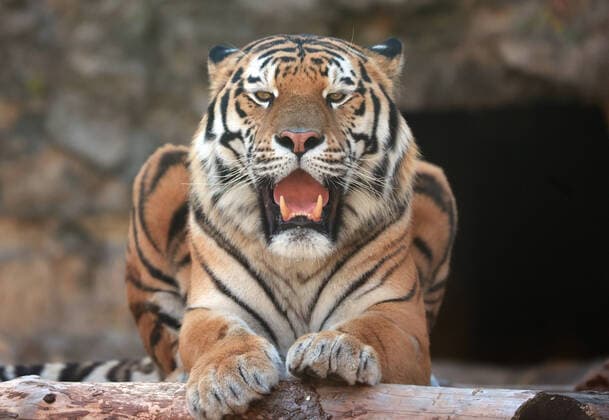 MOSCOW, RUSSIA â€“ OCTOBER 6, 2021: Stepan the Tiger, an offspring of a Siberian tiger and a Sumatran tiger, is seen in an enclosure at Moscow Zoo. The tiger, who is now six years old, was seized from smugglers when he was one year old and sent to a rehabilitation centre. Vyacheslav Prokofyev TASS  TS113380